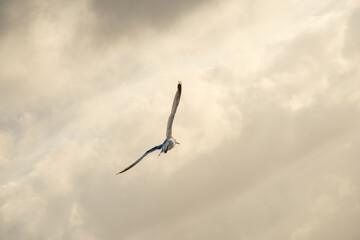 Auf zu neuen Ufern - einzelne Möwe fliegt am abendlichen Himmel