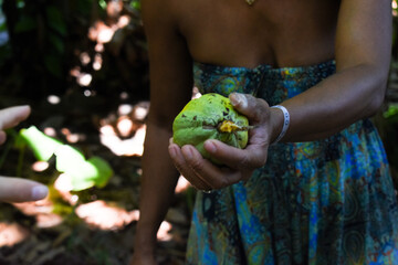 Hand holding an exotic tropical fruit (cacao)