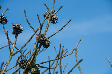 Trockenheit und Hitze - kahle Kiefernäste vor blauem und wolkenfreiem Himmel