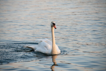 Weißer Schwan im Abendlicht