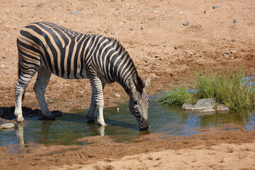Steppenzebra / Burchell's zebra / Equus quagga burchellii