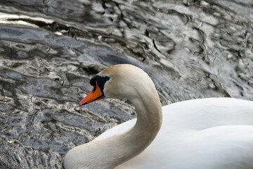 Augen in Auge - großer weißer Schwan ganz nah