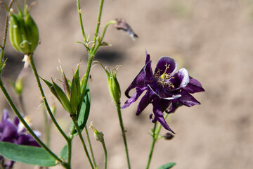 Schwarz-violette Blüte der Akelei und deren grüne Knospen vor rosa Hintergrund