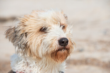 weiß-beiger Terrier mit Wind im Fell und Sonne auf der Haut