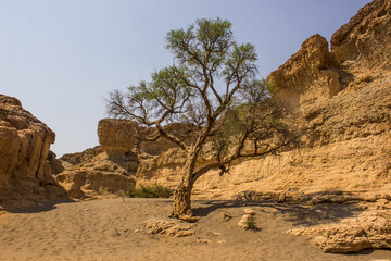 A single tree growing in the seemingly dry and barren lower sections of the Sesriem Canyon in the...