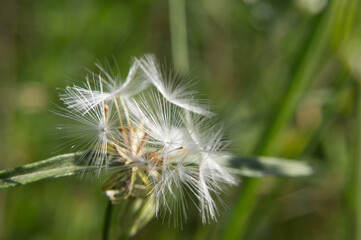 dandelion seed head