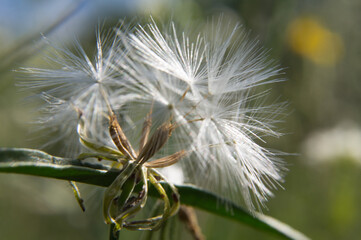 dandelion seed head