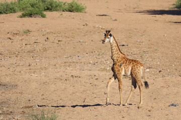 Giraffe / Giraffe / Giraffa camelopardalis