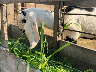 Title: A Single Goat Standing in Nature – Domestic Farm Animal with Horns and Fur in a Rural...