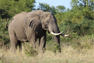 Obraz premium Afrikanischer Elefant / African elephant / Loxodonta africana