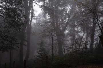 Fototapeta premium Niebla 2