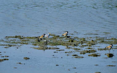 River lapwings and a yellow-billed tern in a waterbody at Kaziranga National Park in Assam, India