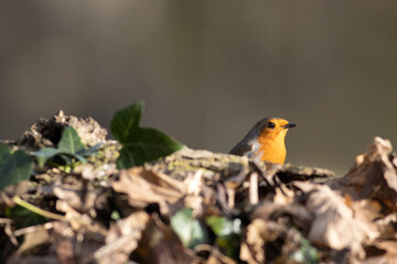 Robin head above the leaves