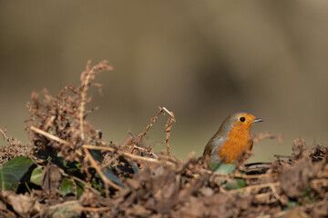 robin on the ground