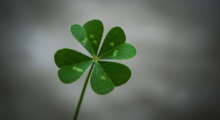 Four Leaf Clover Macro Shot Symbolizing Good Luck and Irish Heritage