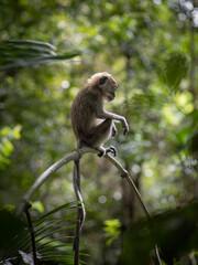 singe