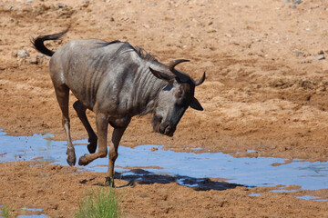 Streifengnu / Blue wildebeest / Connochaetes taurinus.