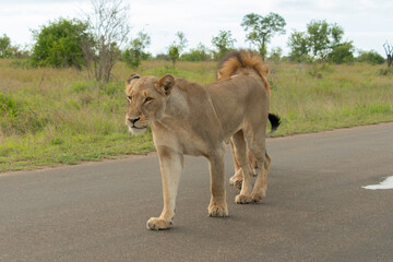 Lion, Lionne, Panthera leo, Parc national Kruger, Afrique du Sud