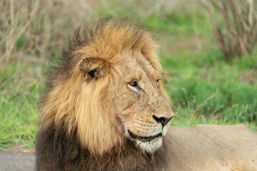 Lion, Panthera leo, Parc national Kruger, Afrique du Sud