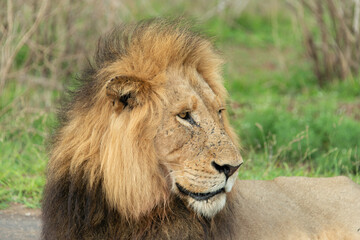 Lion, Panthera leo, Parc national Kruger, Afrique du Sud