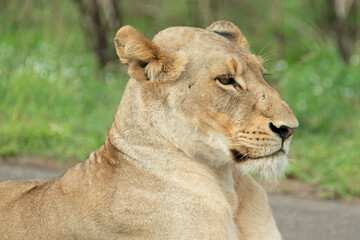 Lionne, Panthera leo, Parc national Kruger, Afrique du Sud