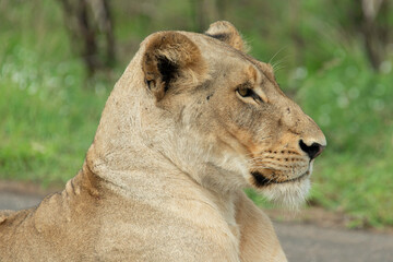 Lionne, Panthera leo, Parc national Kruger, Afrique du Sud