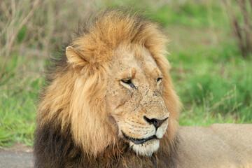 Lion, Panthera leo, Parc national Kruger, Afrique du Sud