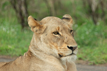 Lionne, Panthera leo, Parc national Kruger, Afrique du Sud