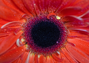 A macro shot of a vibrant red Gerbera daisy, showcasing the detailed texture of its petals and dark central disc covered in dewdrops. Full bloom 