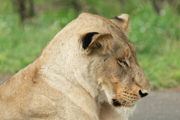 Lionne, Panthera leo, Parc national Kruger, Afrique du Sud