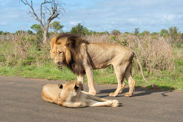 Lion, Lionne, Panthera leo, Parc national Kruger, Afrique du Sud