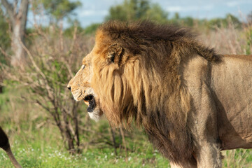 Lion, Panthera leo, Parc national Kruger, Afrique du Sud