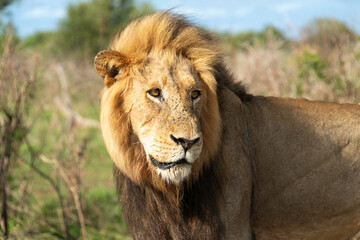 Lion, Panthera leo, Parc national Kruger, Afrique du Sud