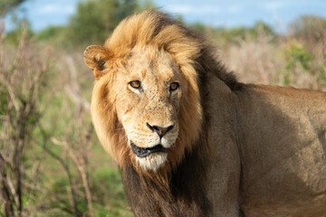 Lion, Panthera leo, Parc national Kruger, Afrique du Sud