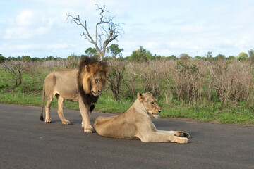 Lion, Lionne, Panthera leo, Parc national Kruger, Afrique du Sud