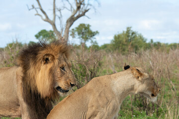 Lion, Lionne, Panthera leo, Parc national Kruger, Afrique du Sud