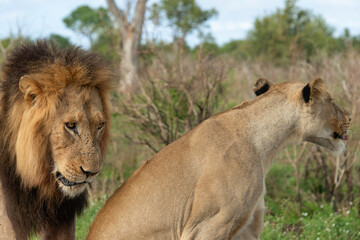 Lion, Lionne, Panthera leo, Parc national Kruger, Afrique du Sud