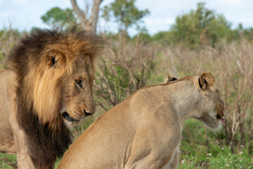Lion, Lionne, Panthera leo, Parc national Kruger, Afrique du Sud