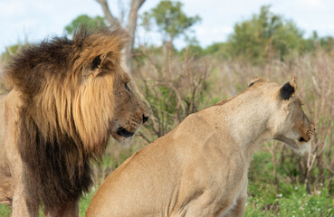 Lion, Lionne, Panthera leo, Parc national Kruger, Afrique du Sud