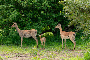Impala, femelle, jeune, Aepyceros melampus