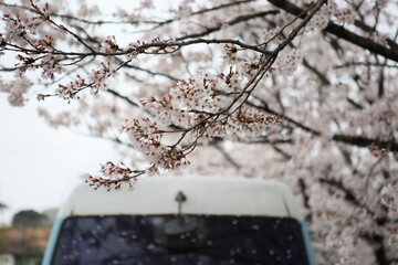 a beautiful spring scene with cherry blossoms in full bloom