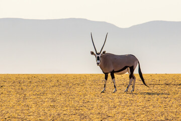  Gemsbok (Oryx gazella) in the golden light of the late afternoon and the distant mountains a light...