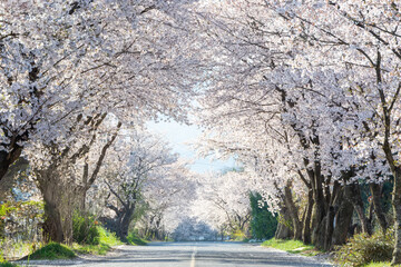 a beautiful spring scene with cherry blossoms in full bloom