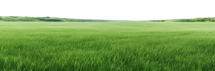 PNG Lush green field backgrounds landscape outdoors.