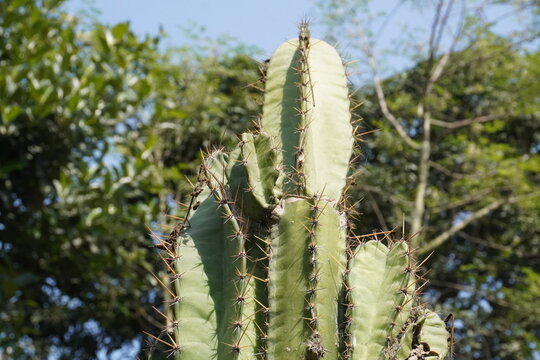 Cereus jamacaru also known as mandacaru in close up with a blurry background