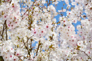 Flowering cherry The Bride. branches with flowers