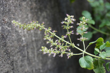 The tiny purple flowers in the basil plant close up with a blurry background