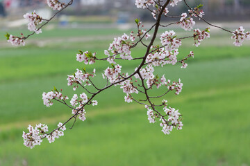 Fototapeta premium a beautiful spring scene with cherry blossoms in full bloom