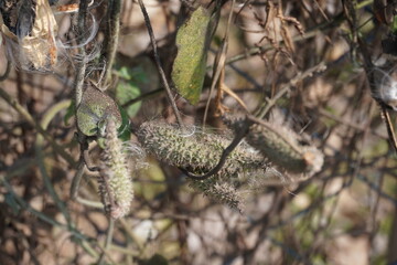 Goat willow is hanging from its plant