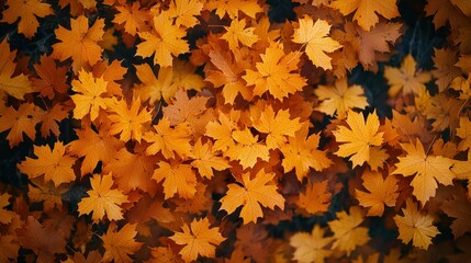 Fototapeta premium Autumn leaves carpet, fall foliage, ground cover, sunlight filtering through